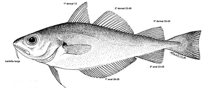 Trisopterus minutus_01